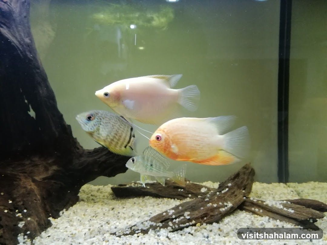 Tan Mok Ya Aquarium