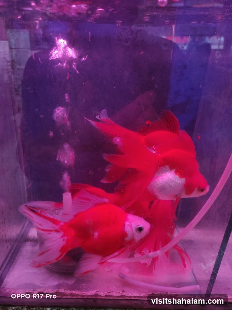 Tan Mok Ya Aquarium
