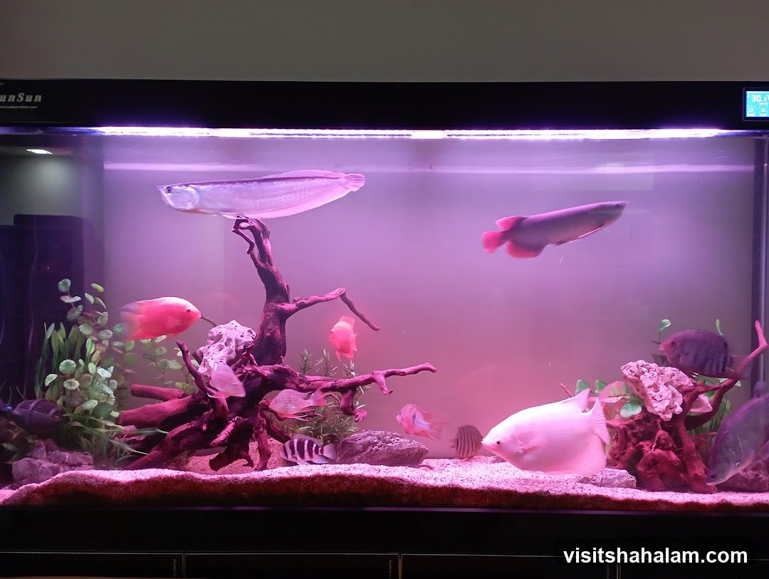 Tan Mok Ya Aquarium