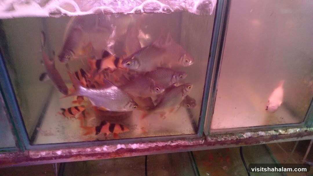 Tan Mok Ya Aquarium
