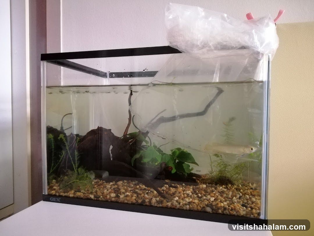 Tan Mok Ya Aquarium