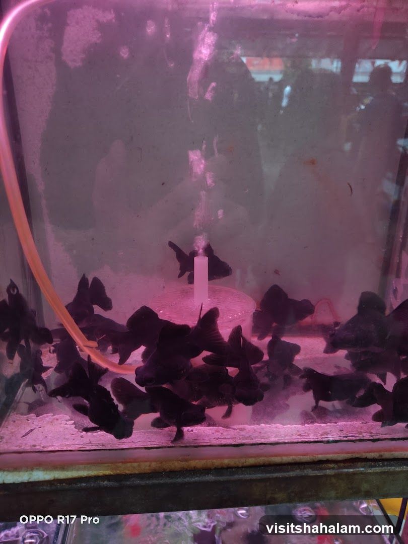 Black Goldfish in Tank