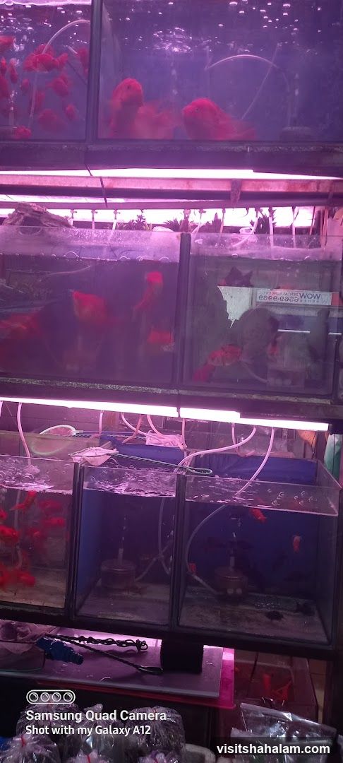 Fish Tanks