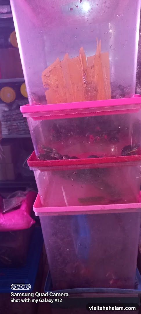 Turtles in plastic containers