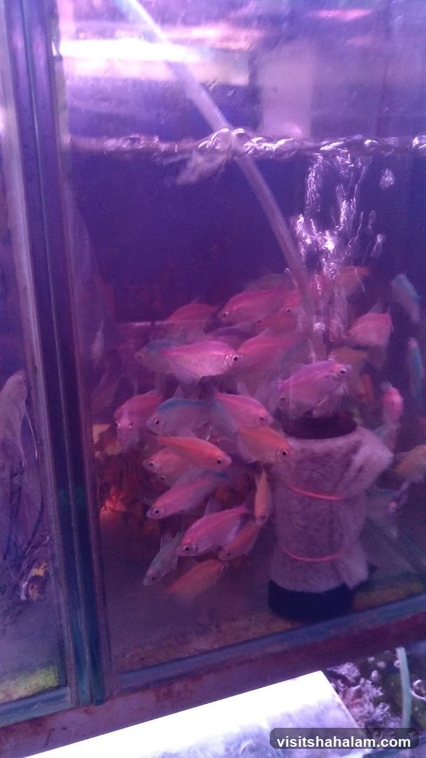 Fish Tank