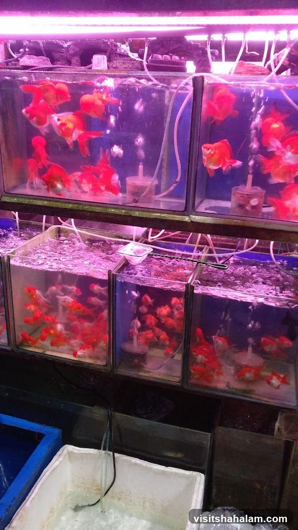 Goldfish Tanks