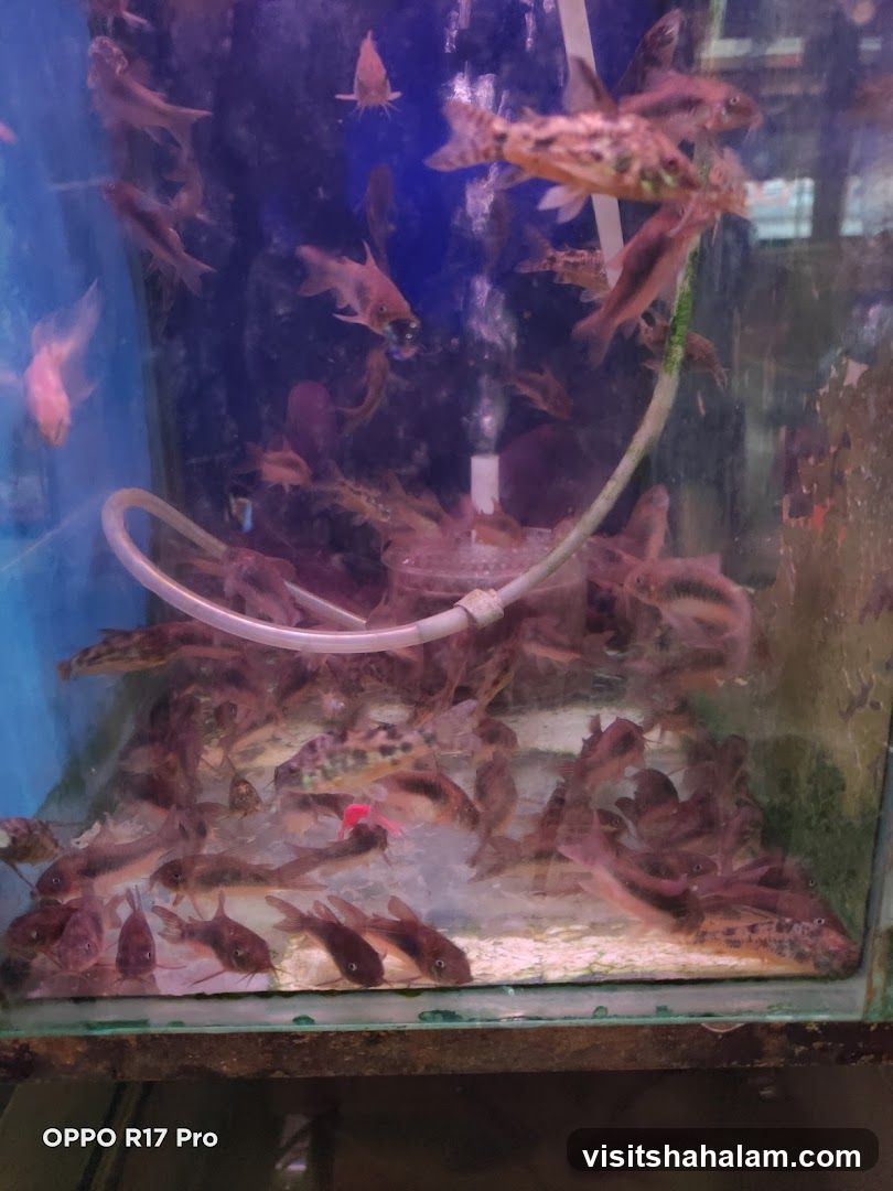 Fish Tank