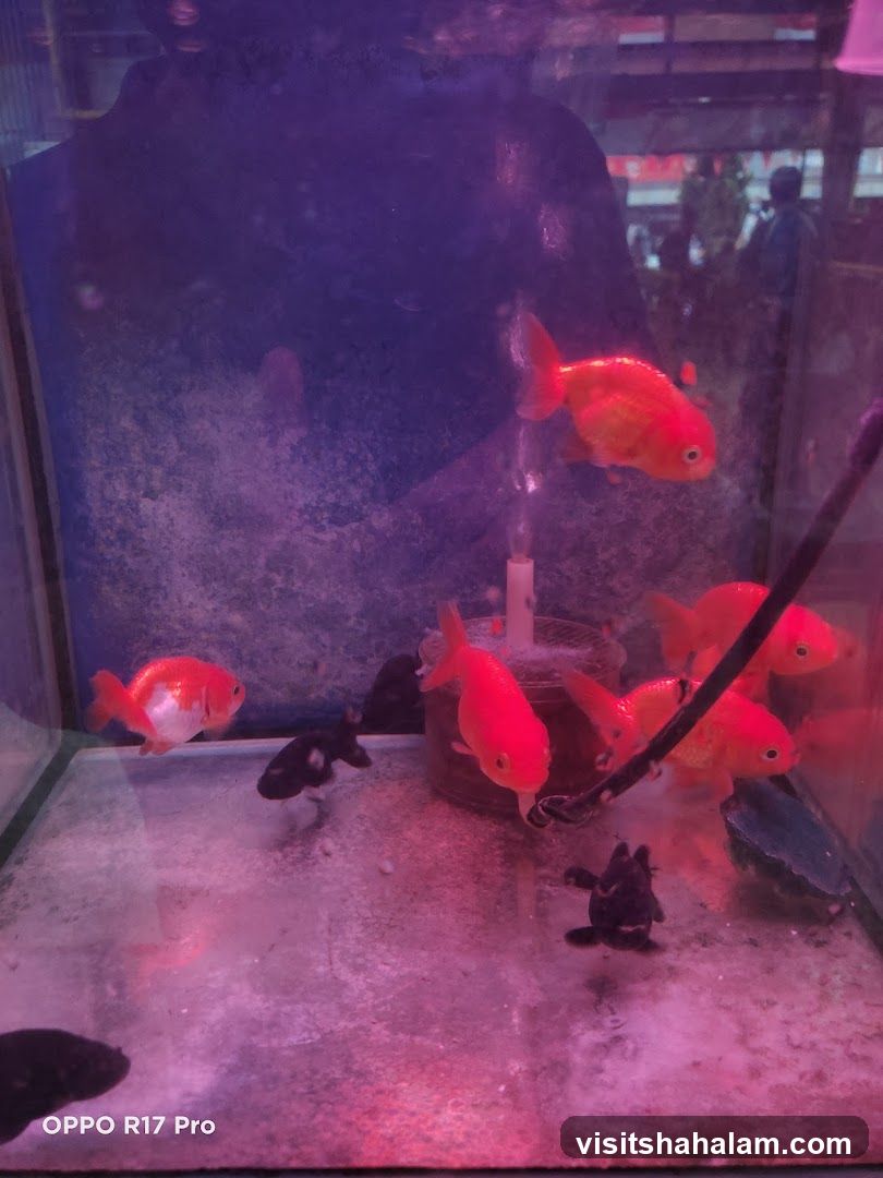 Goldfish in Tank