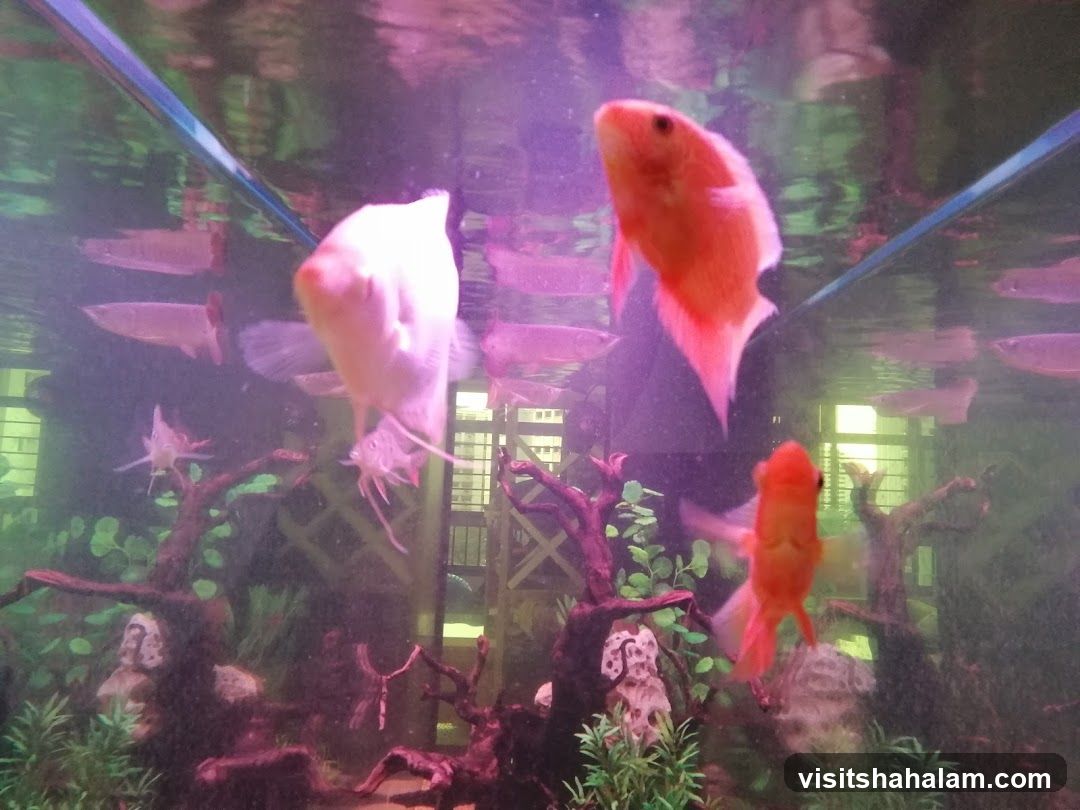 Aquarium with Fish