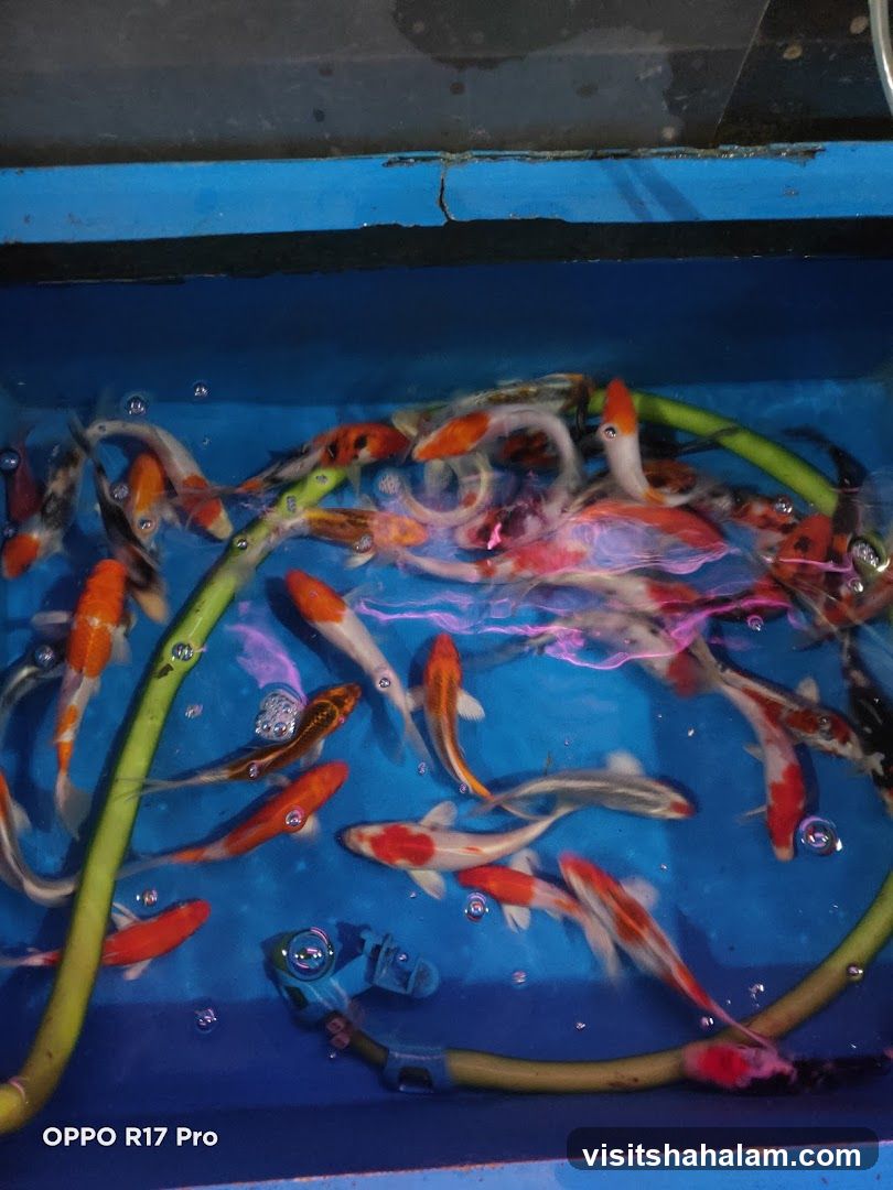 Koi Fish in Tank