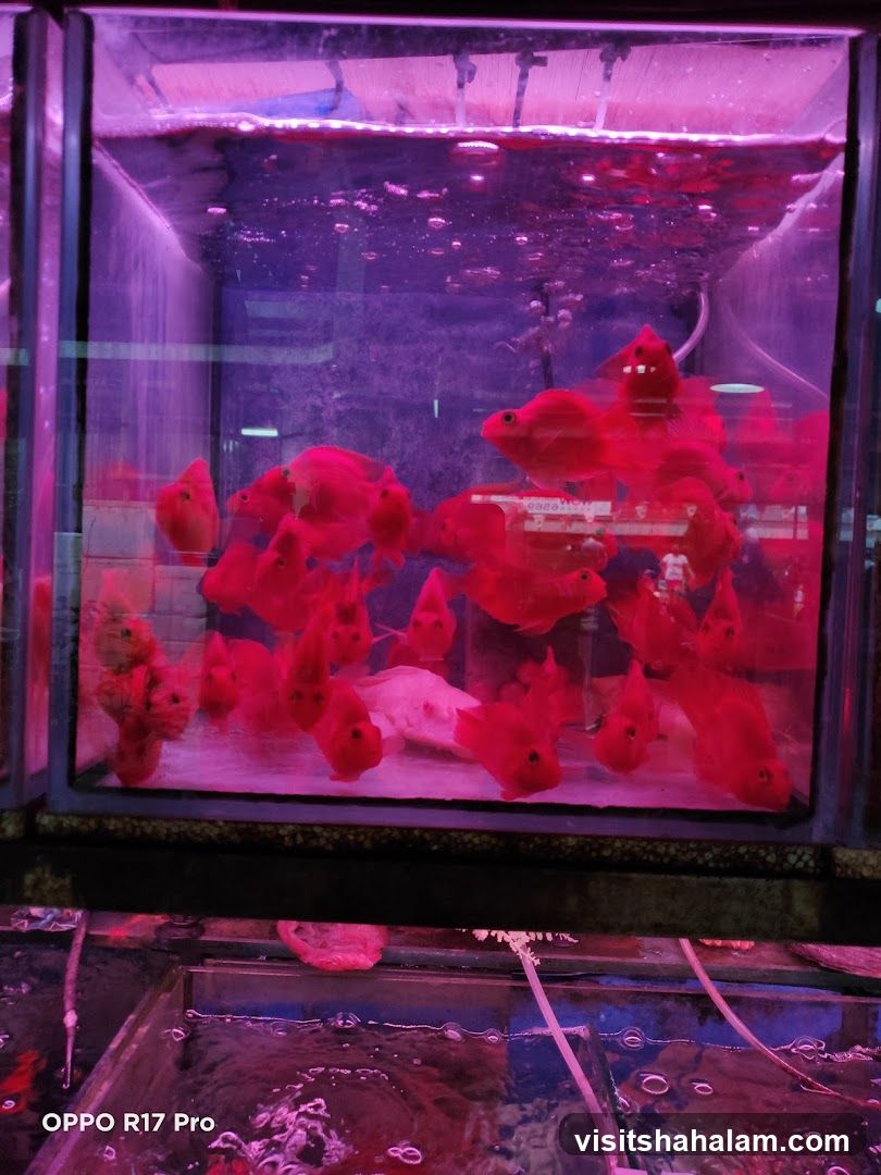 Red Fish in Aquarium