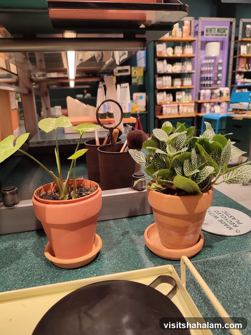 Potted plants on a counter