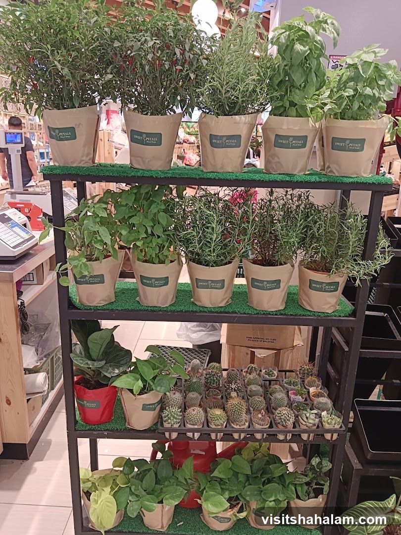 Potted Plants Display