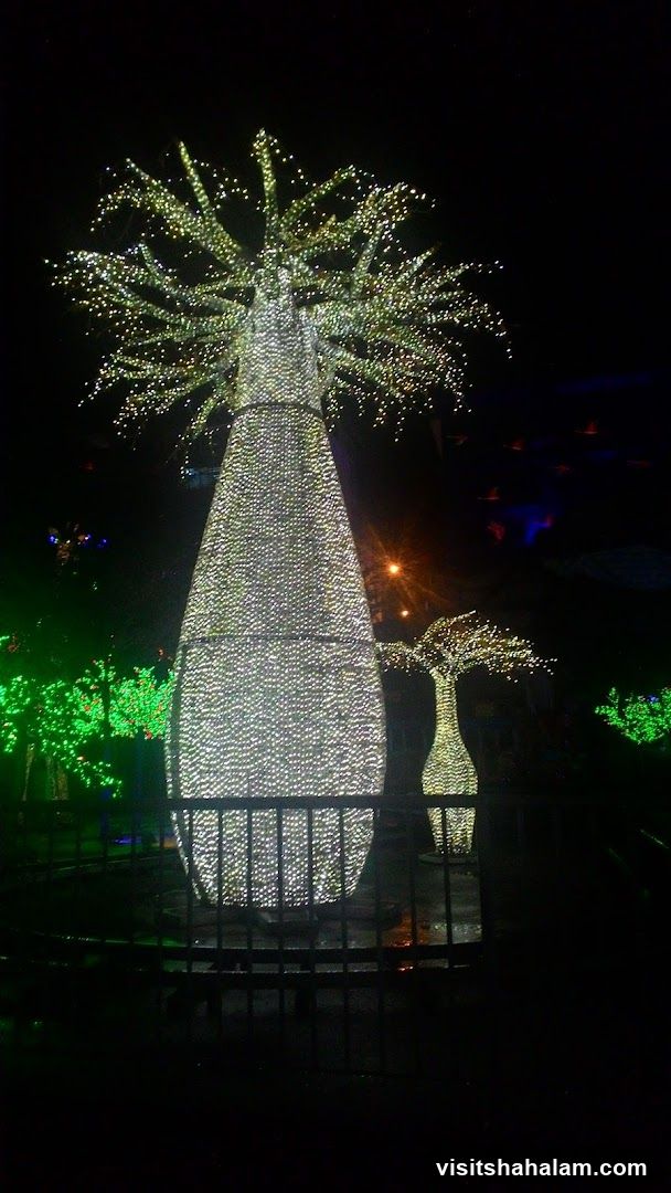 Illuminated Trees at Night