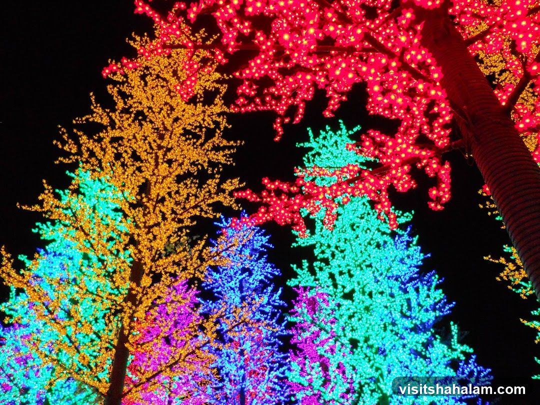 Illuminated Trees