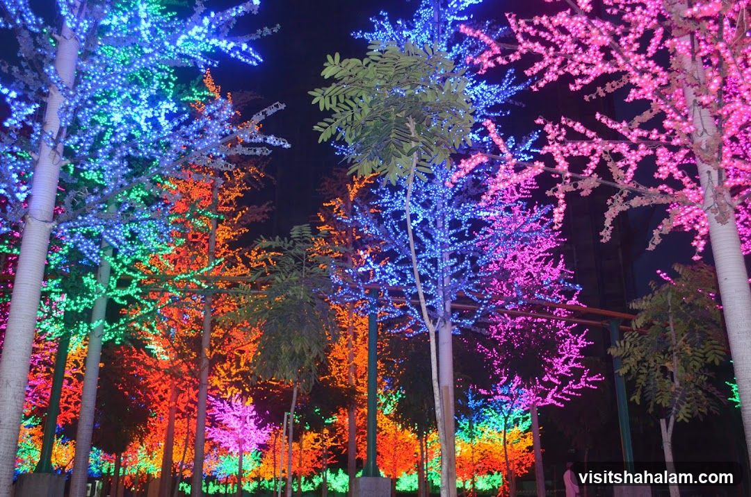 Illuminated Trees at Night