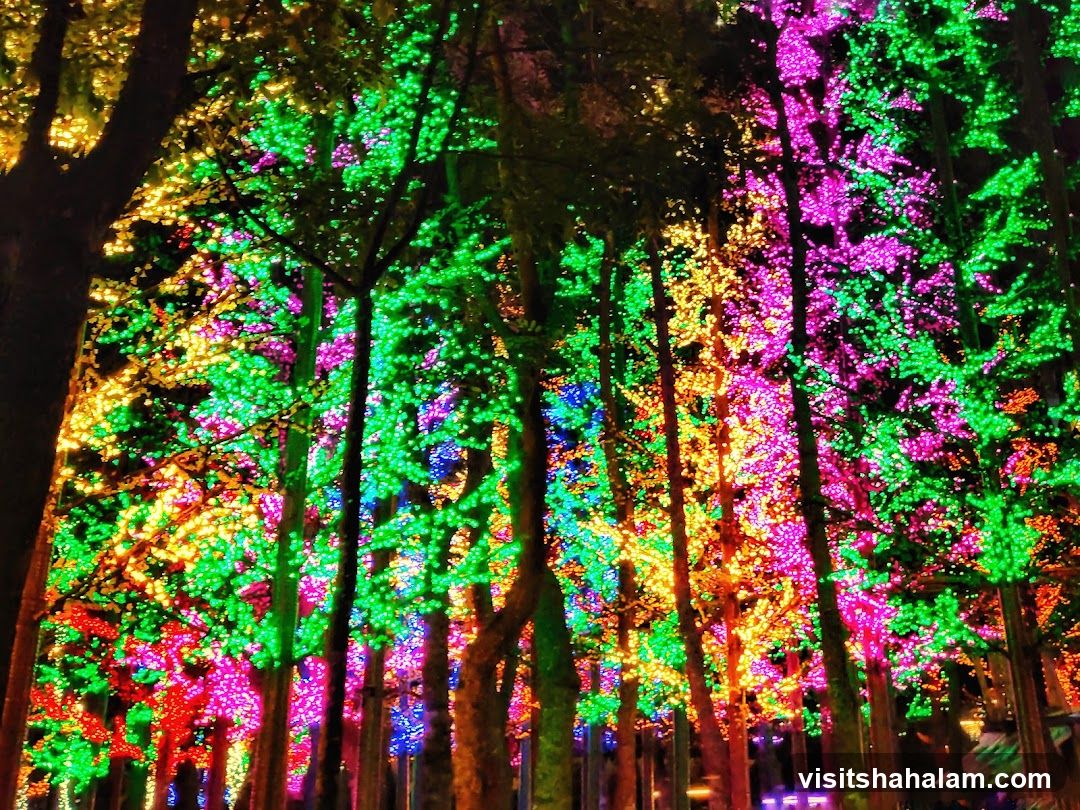 Trees decorated with colorful lights
