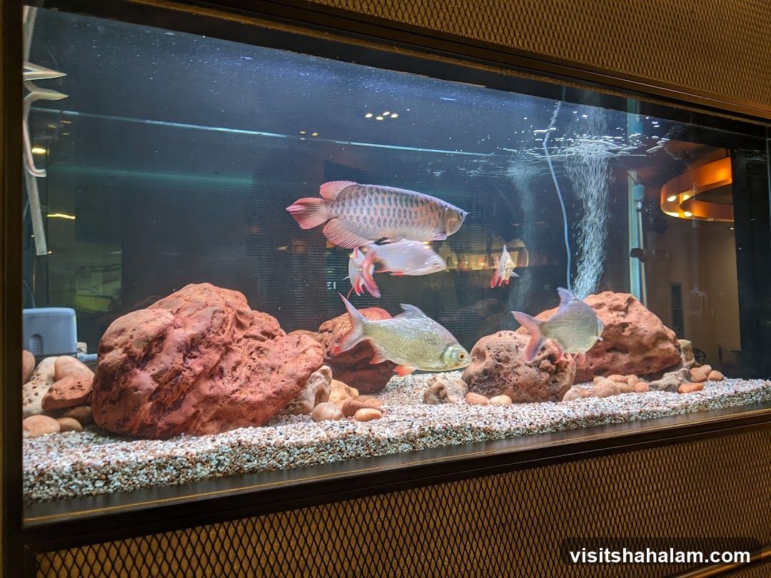 Aquarium with Fish