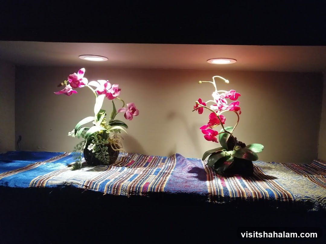 Orchid Display