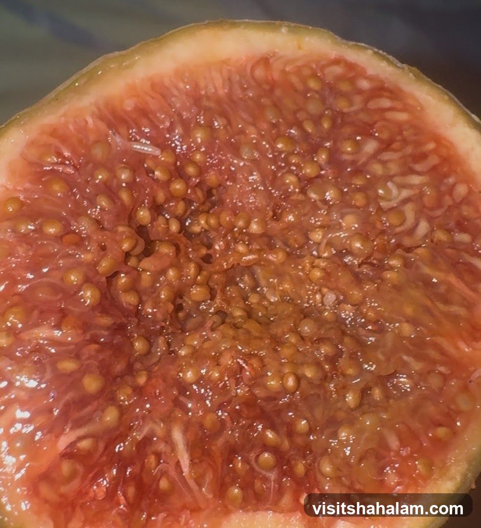 Close-up of a Fig