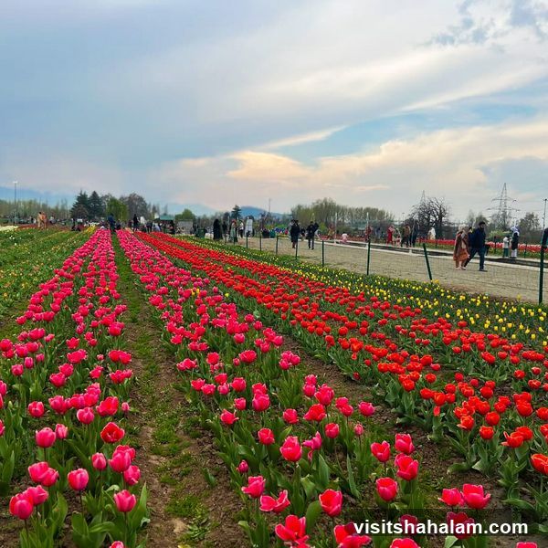 Tulip Garden