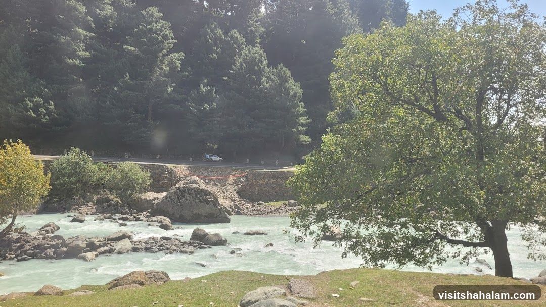 River and Forest Landscape