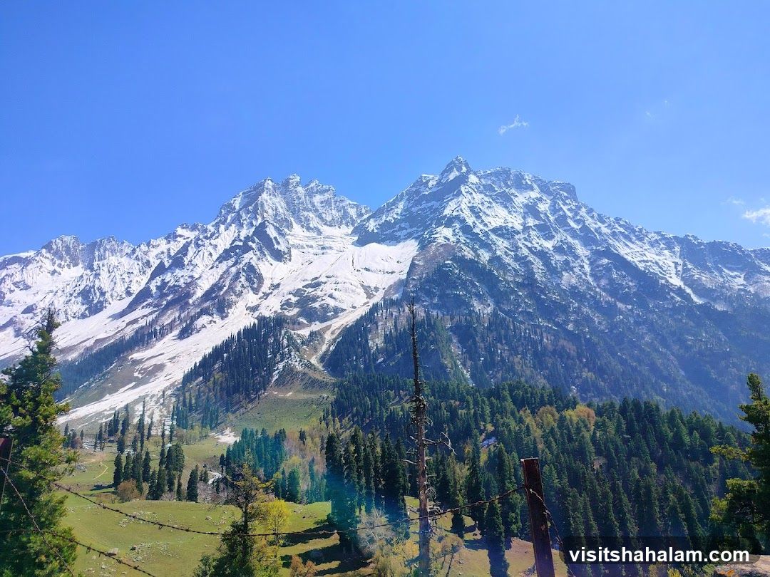 Snow-capped mountains and pine forest
