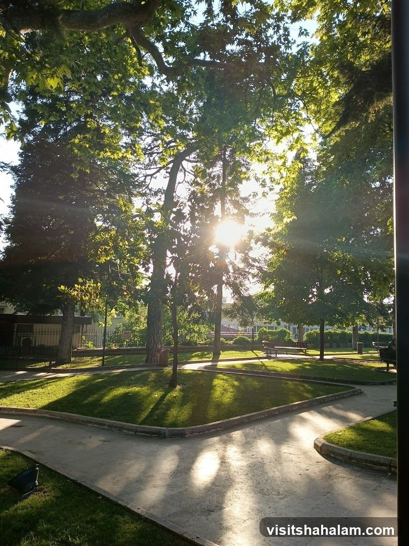 Sunlight filtering through trees in a park