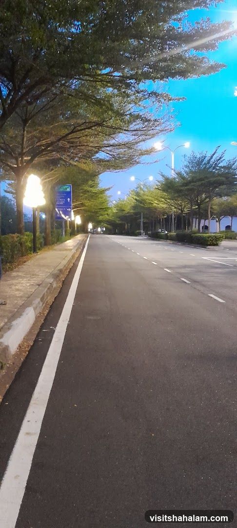 Tree-lined Road with Streetlights
