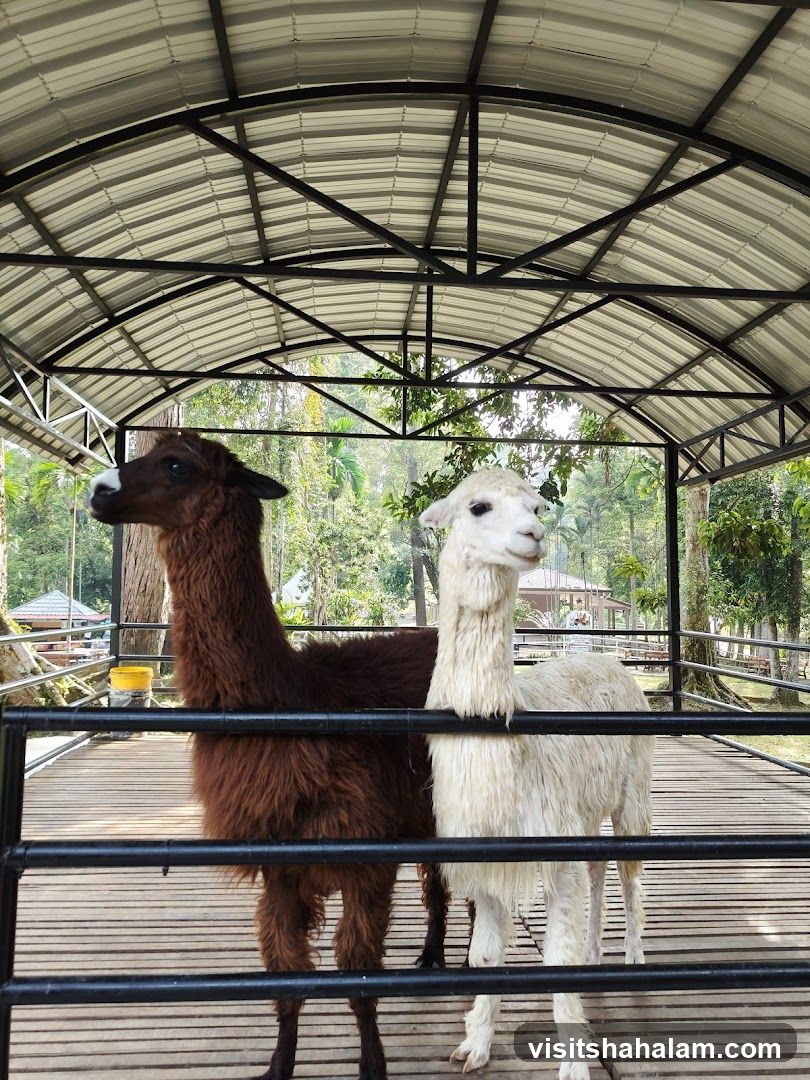 Hussin Fauzi Farm