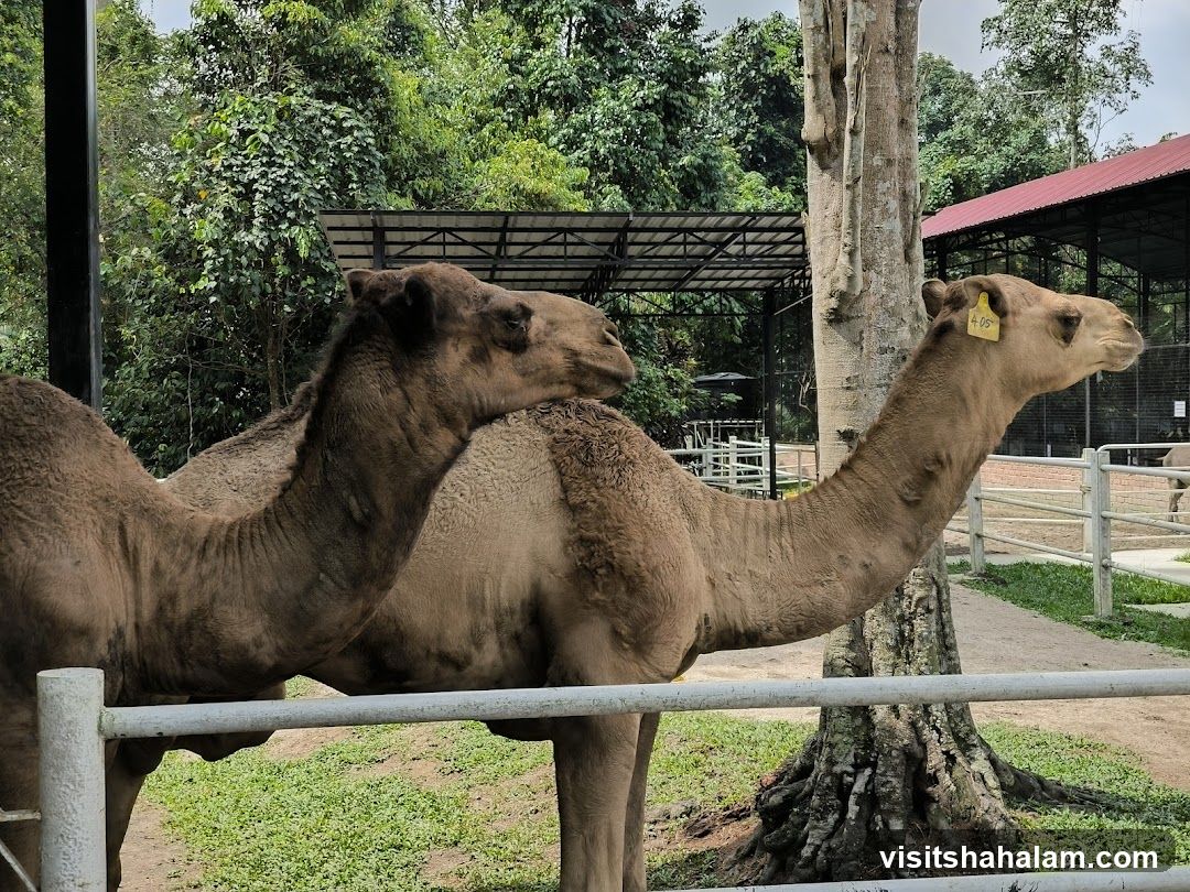 Hussin Fauzi Farm