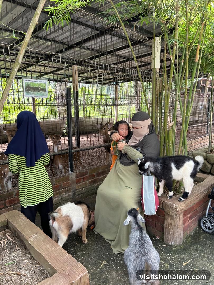 Goat Feeding