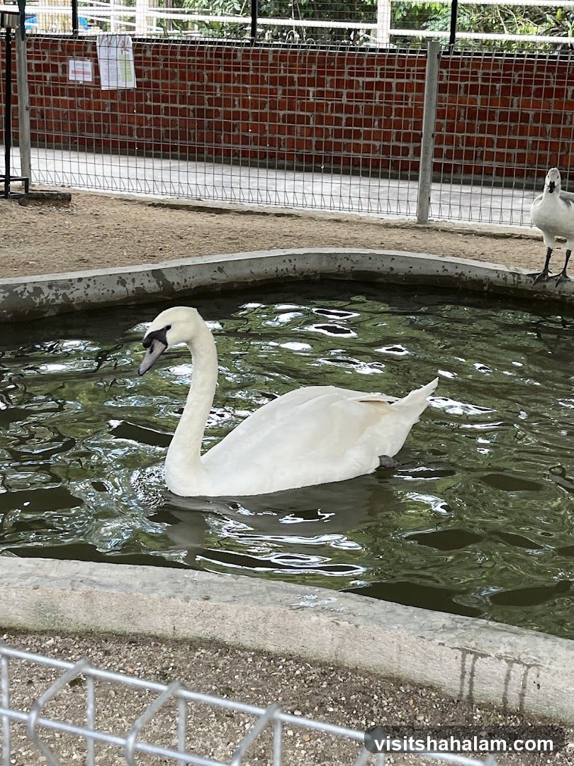 Swan in a pond