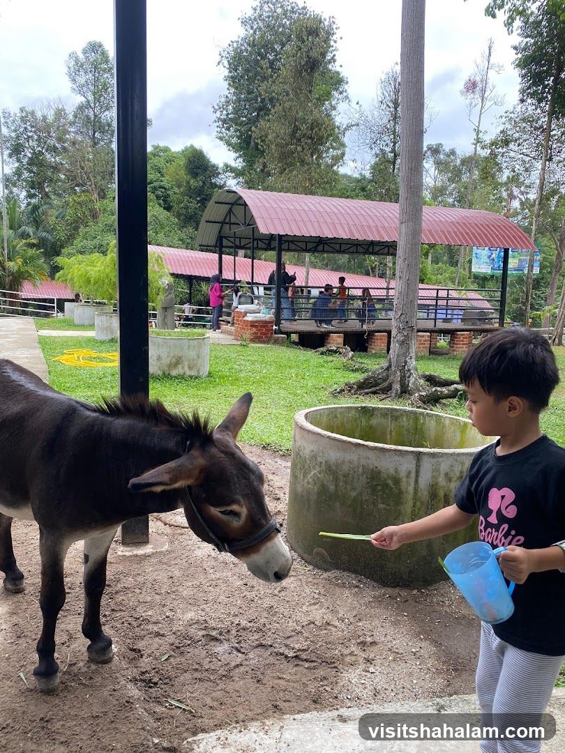 Boy feeding a donkey