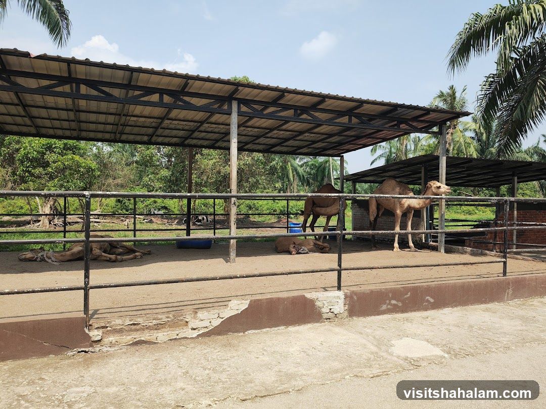Camel enclosure