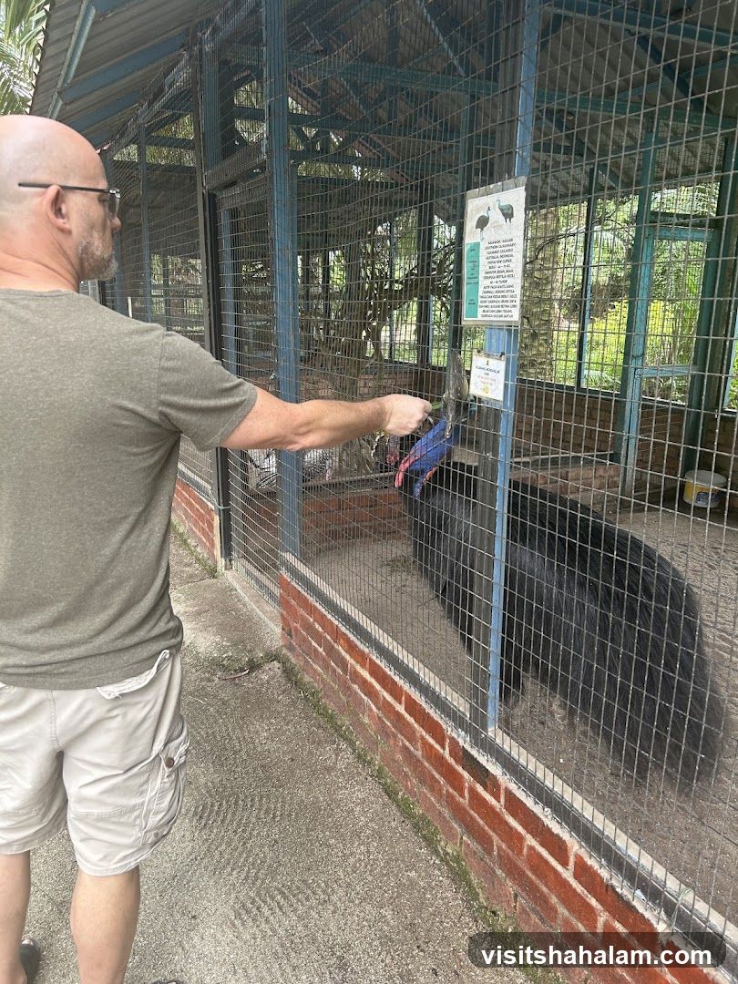 Man feeding a cassowary