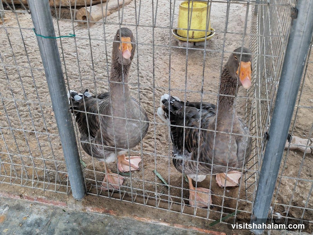 Two Geese in a Pen
