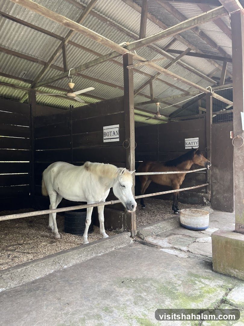 Horse Stalls