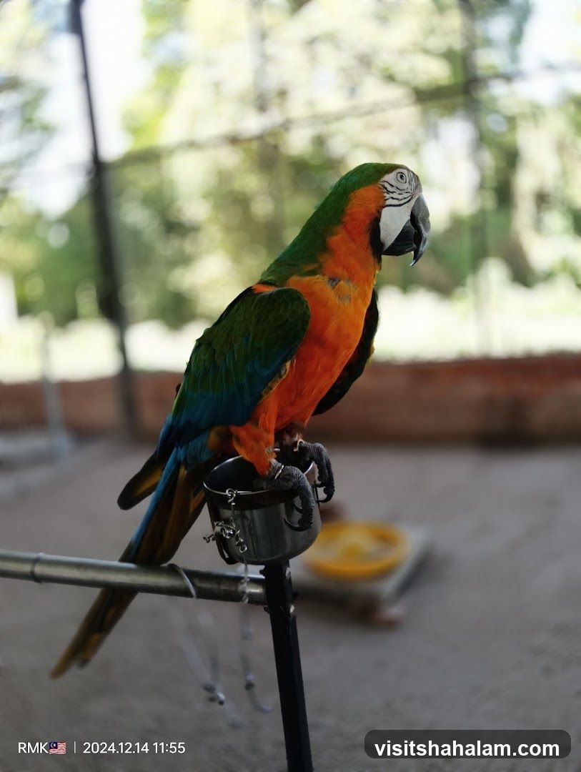 Blue and Gold Macaw Perched