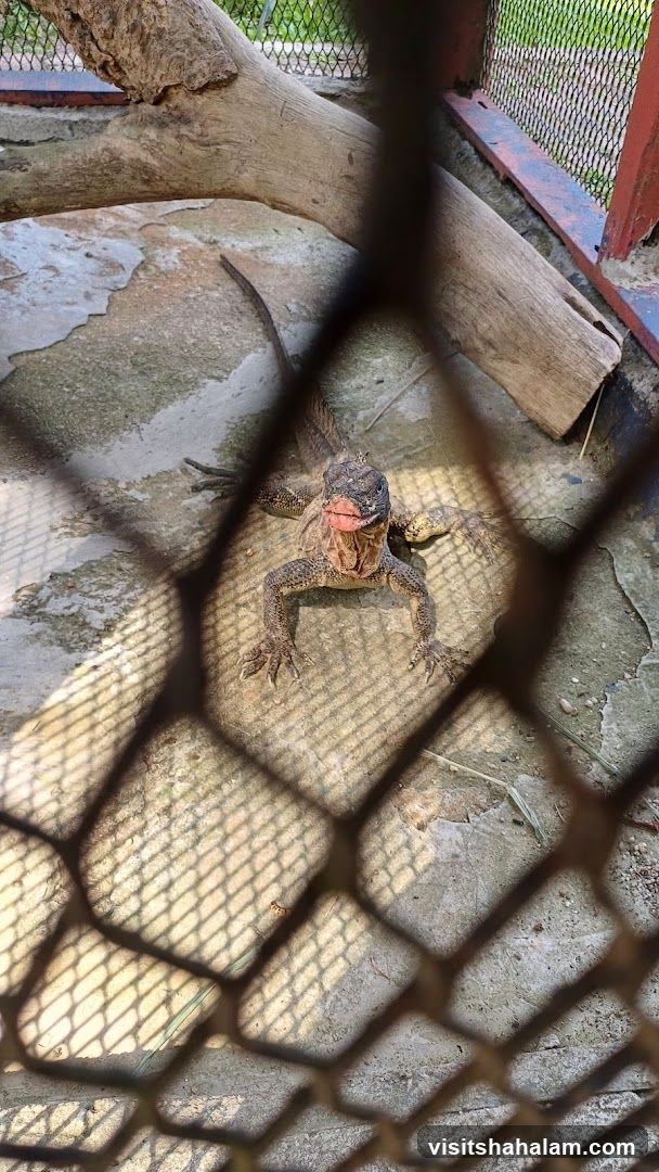 Lizard in enclosure