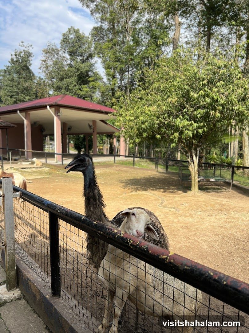 Emu and Sheep in Enclosure