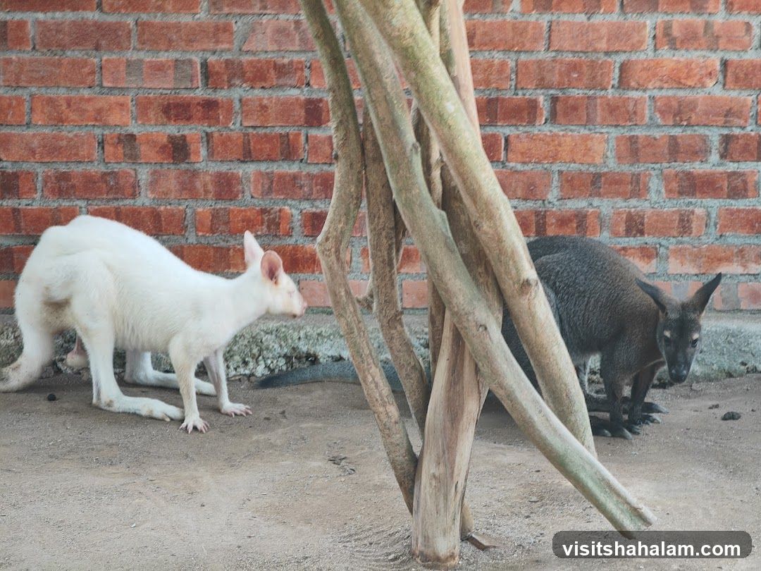 Kangaroos in enclosure