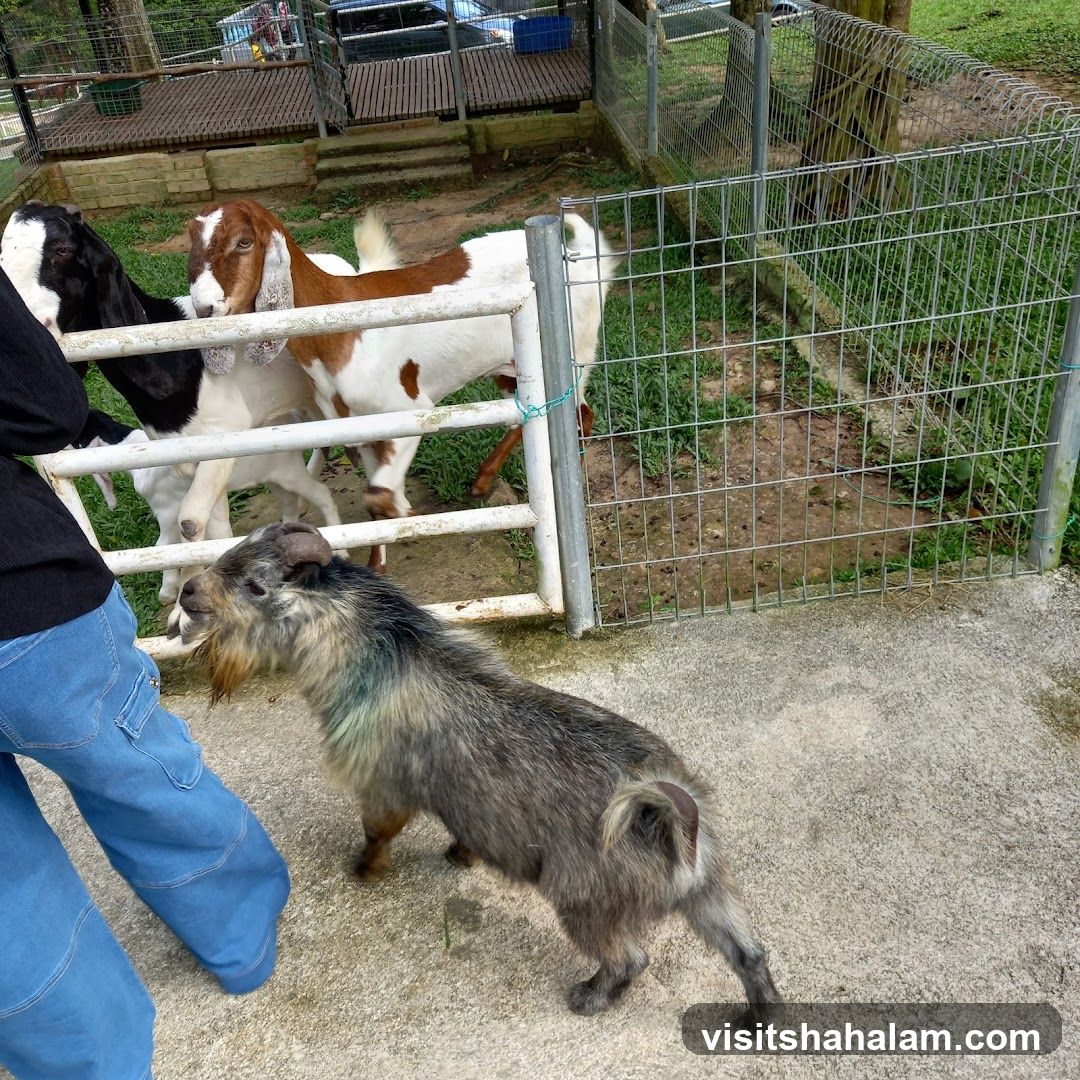 Goats in enclosure