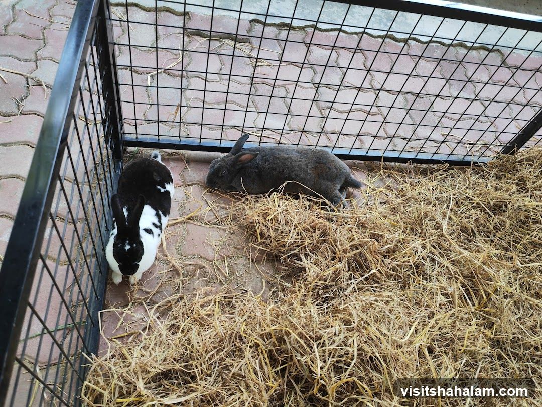 Two rabbits in a pen