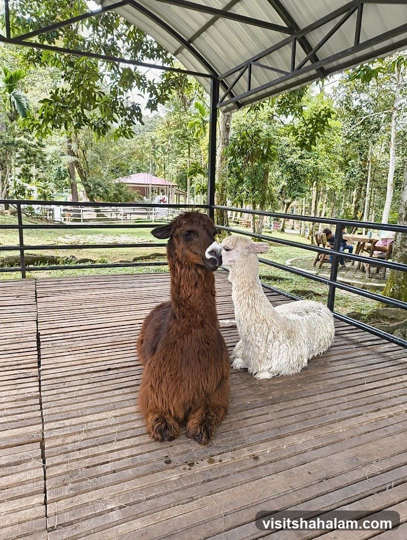 Two Alpacas in an Enclosure