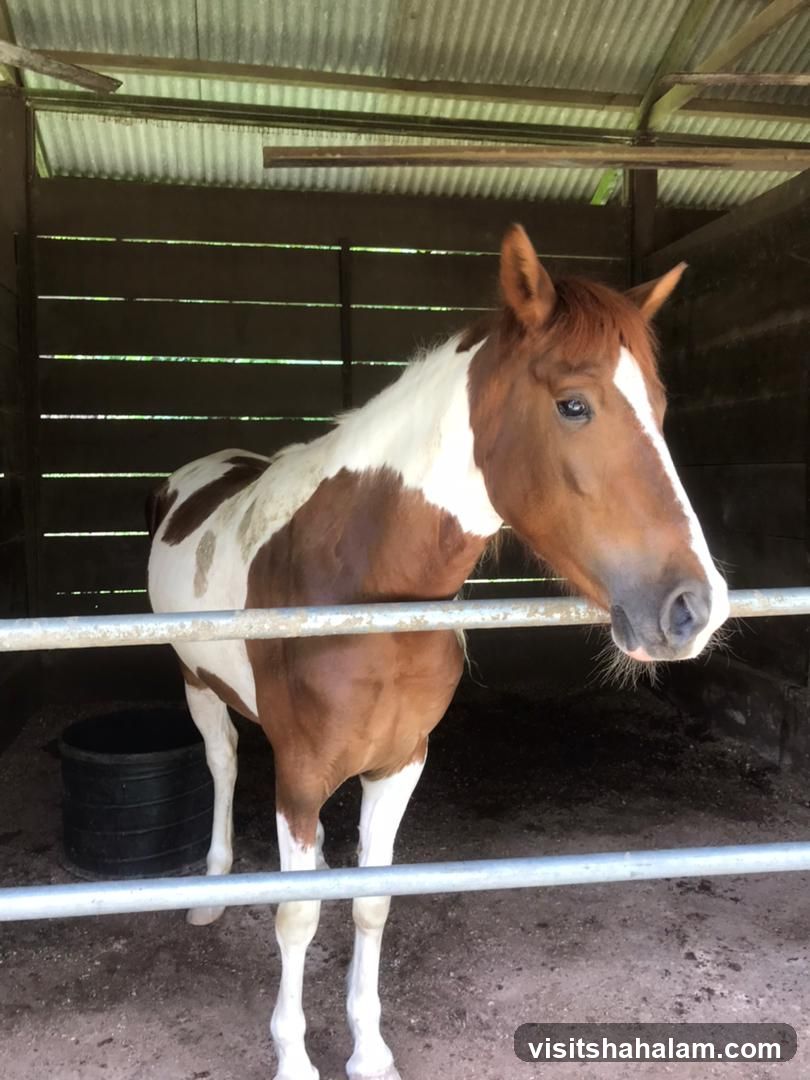 Horse in a Stable