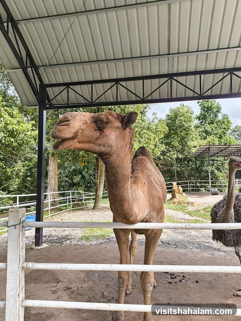 Camel and Ostrich in Enclosure