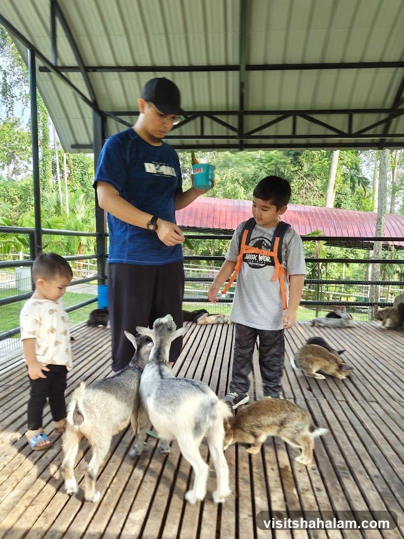 Goat Feeding