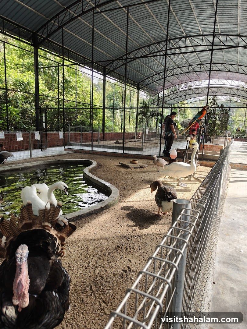 Bird enclosure with various birds and visitors