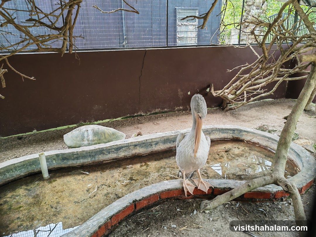 Pelican in enclosure